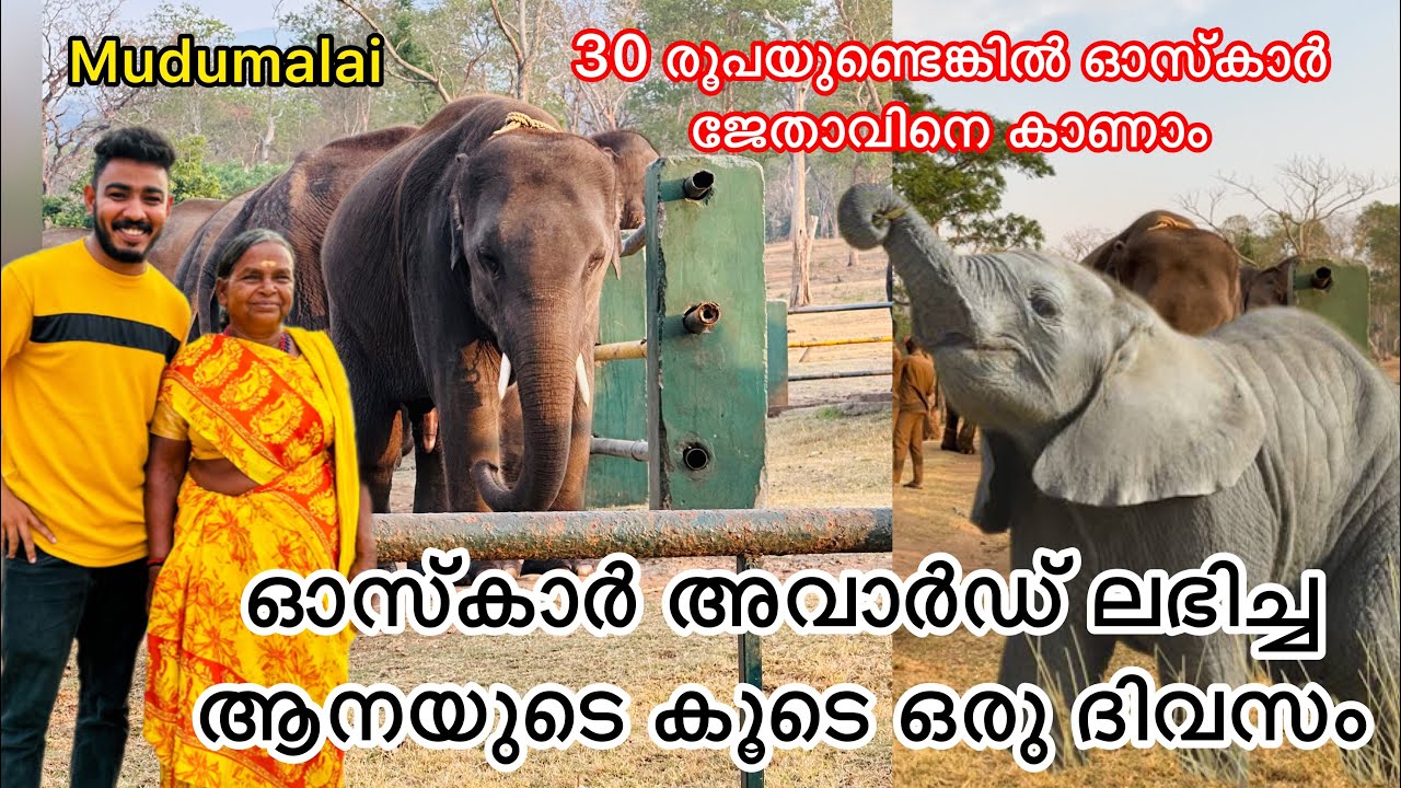ഓസ്കാർ അവാർഡ് ലഭിച്ച ആനയുടെ കൂടെ ഒരു ദിവസം | OSCAR WINNING ELEPHANT WHISPERER