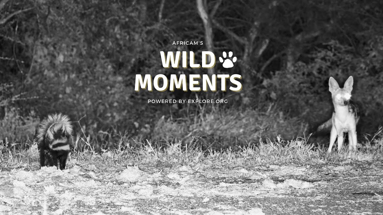 Genet, Polecat & Mongoose | Wild Moments | January 29
