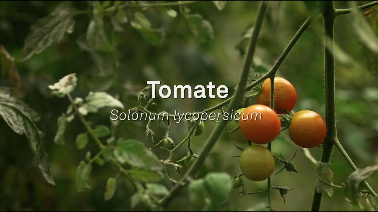 Um pé de quê? Tomate - Solanum Lycopersicum