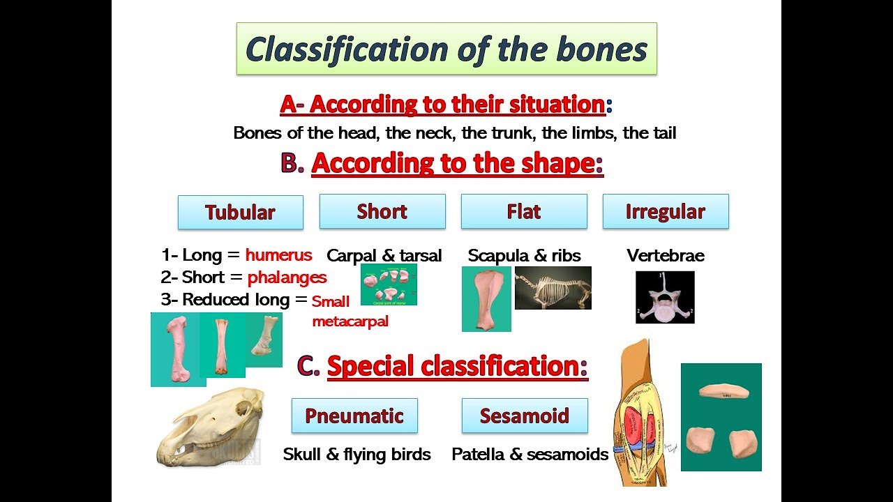 Osteology by dr  khaled shoghy