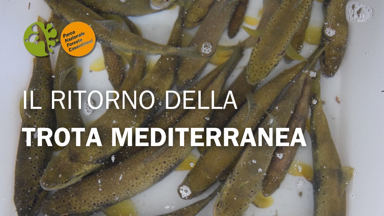 Il RITORNO della TROTA MEDITERRANEA | Il progetto LIFE Streams nel Parco Nazionale
