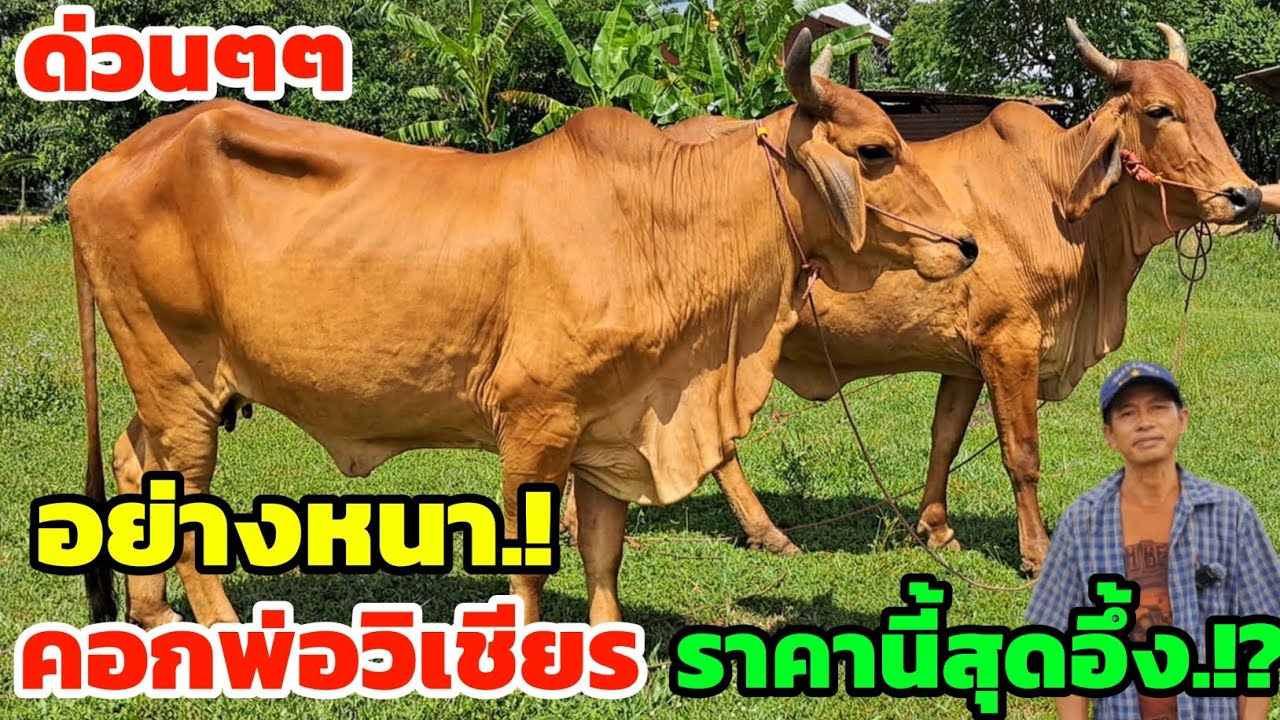 ด่วนๆ‼️คอกพ่อวิเชียร แบ่งปันวัวงาม ชุดแม่ท้อง ไซส์อย่างหนา ราคานี้สุดอึ้ง ใครกำลังหาแบบนี้รีบเลยครับ