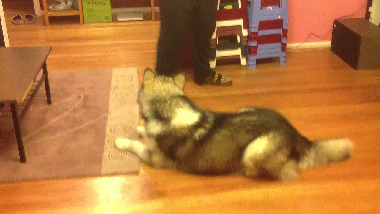 Alaskan Malamute training