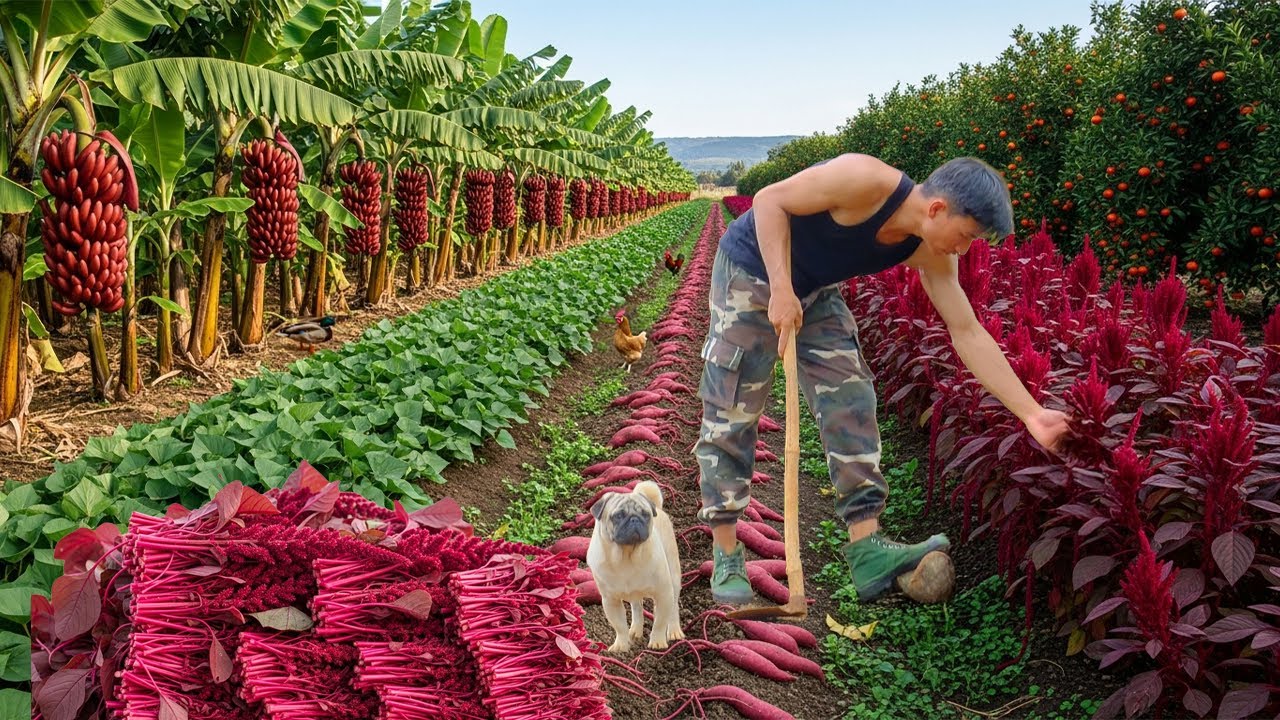 Chairman Trieu Harvests Banana, Amaranth, Orange, Sweet Potato For Cooking And To Sell At The Market