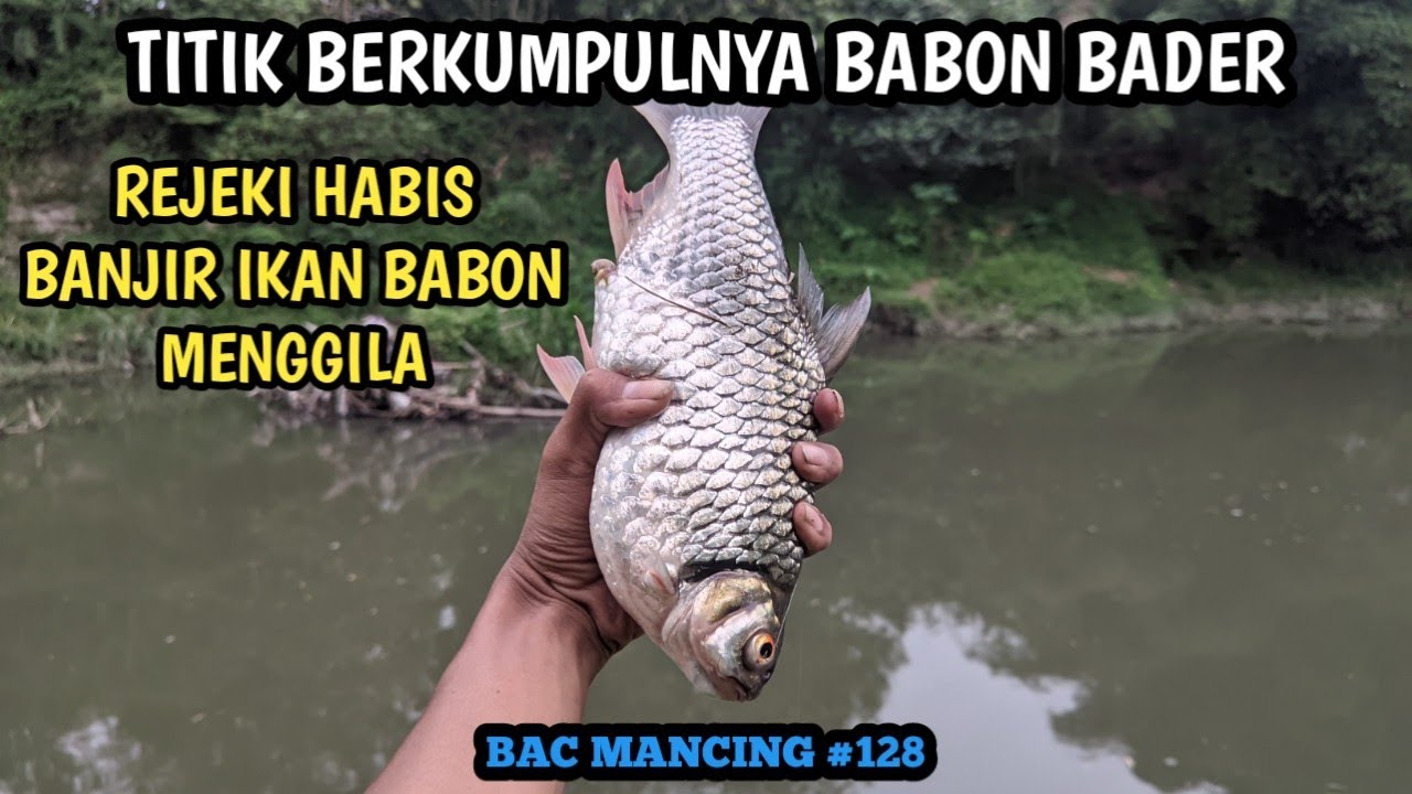 SPOT MANCING GAK NALAR!! Fishing Battle TSR 450 vs Ryoshi Saga 500