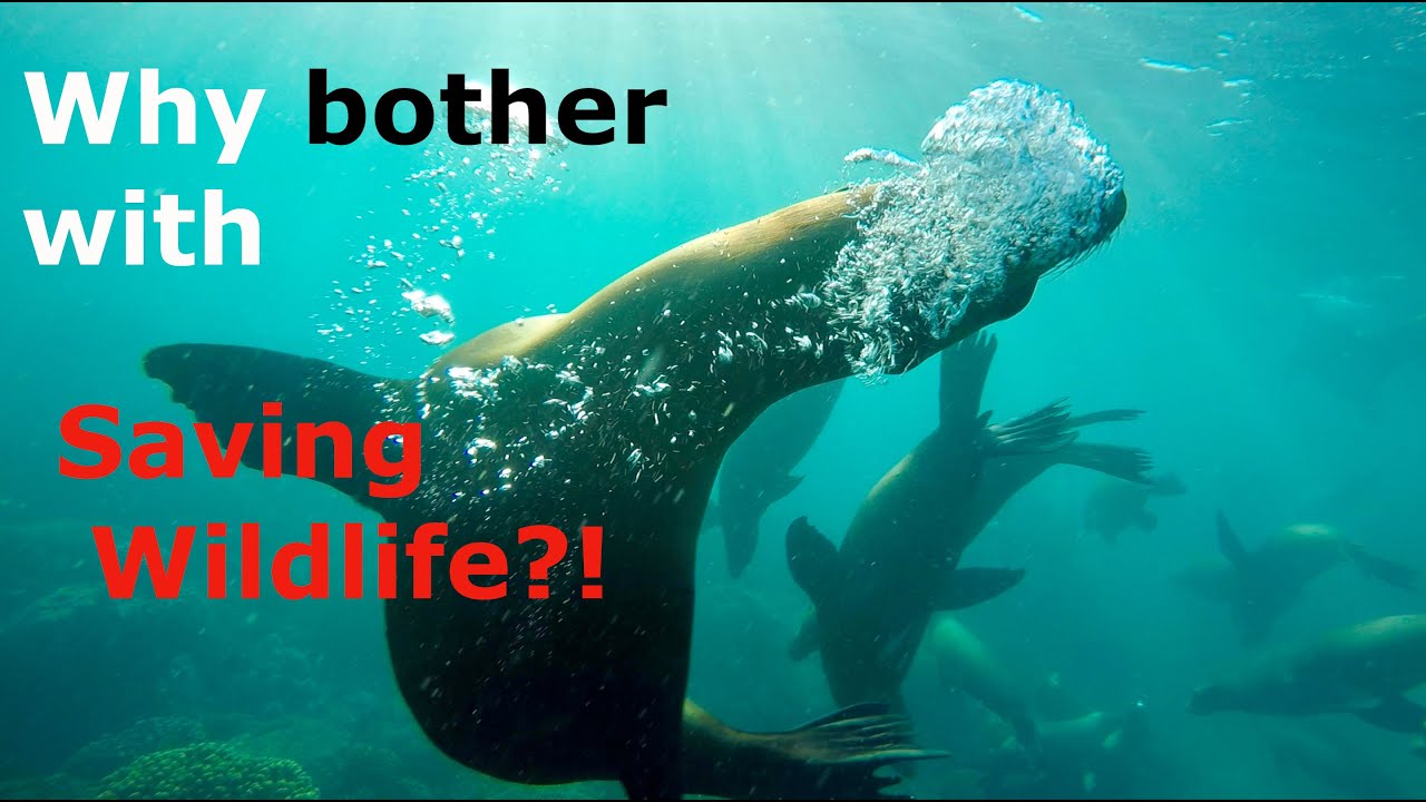The purpose of @savingwildlifewithsam