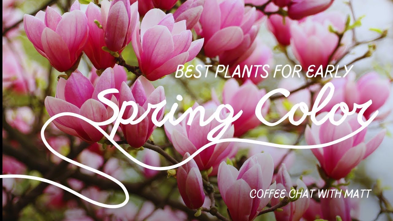 Must-Have Plants for Early Spring Color