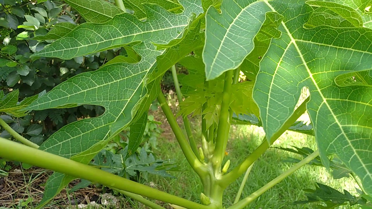 Dwarf Papaya Trees