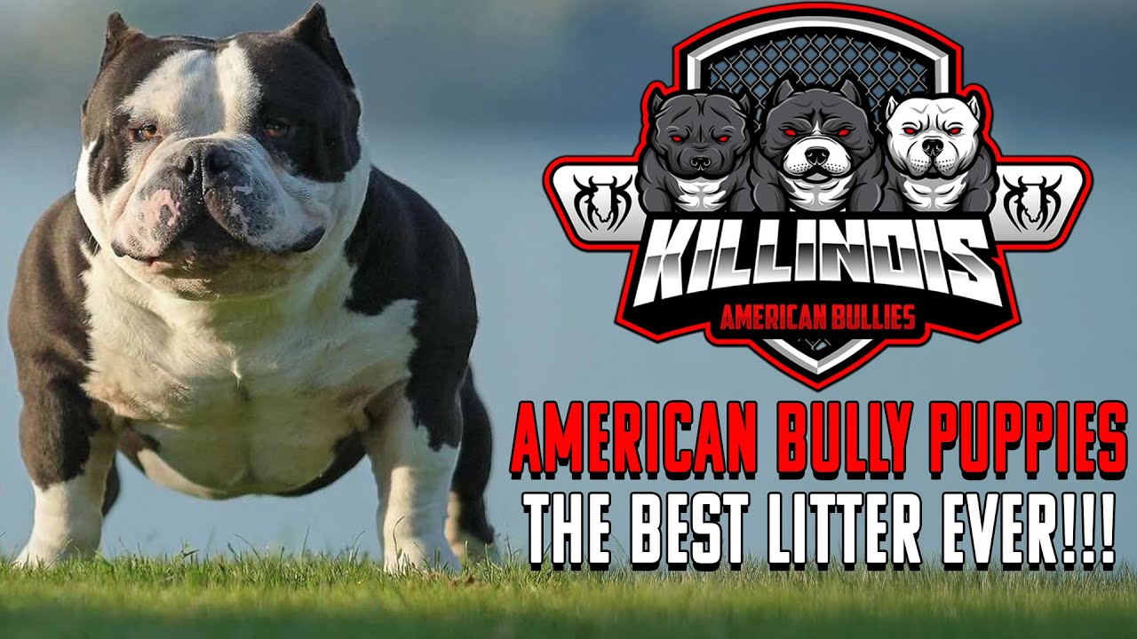 THE BEST AMERICAN BULLY PUPPIES EVER!