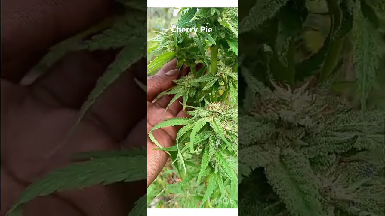 2023 Cherry Pie Outdoor weed Grow 1 of 2