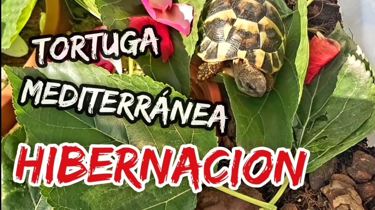 hibernacion tortuga mediterránea testudo hermanni