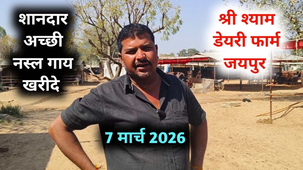 Jaipur hatwada | jaipur cow mandi श्री श्याम डेरी फार्म जयपुर | jaipur Pashu mandi 7 मार्च 2026 
