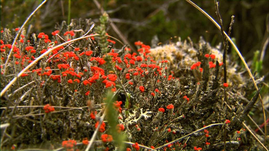 Probing the Past: A Natural History of Clara Bog