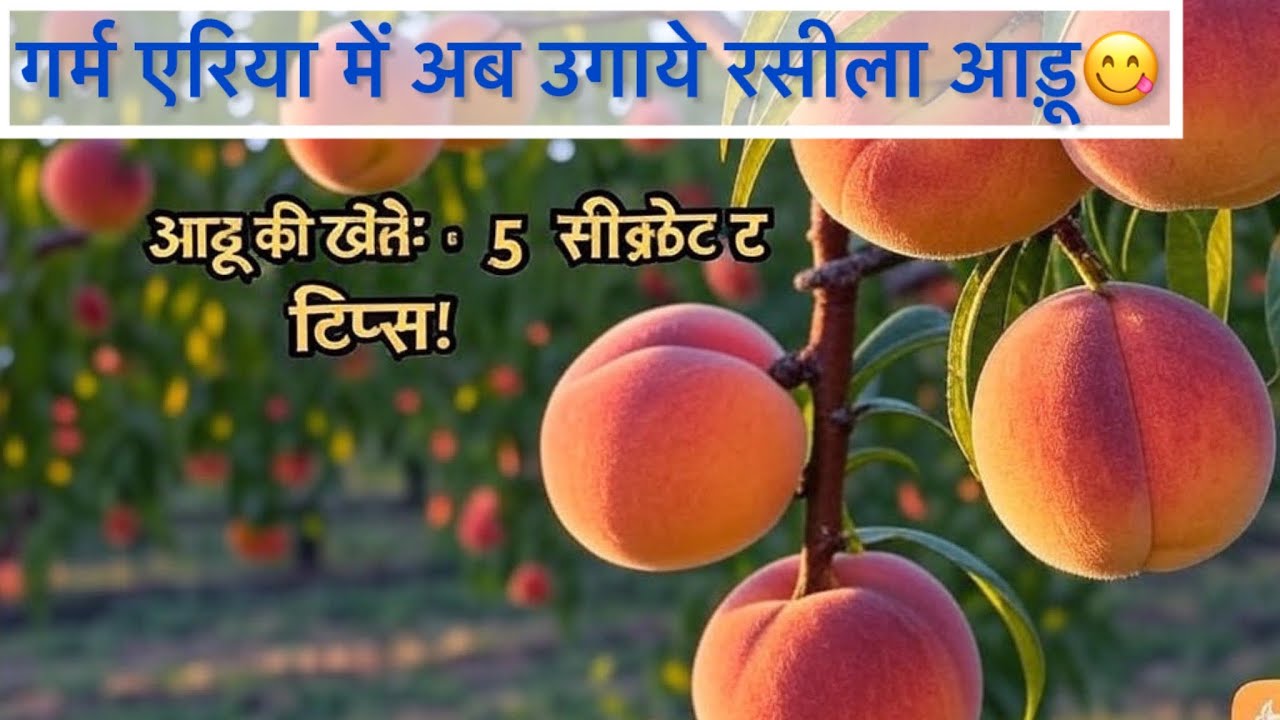 “गर्म इलाकों में आड़ू की खेती कैसे करें | Peach Farming in Hot Climate”
