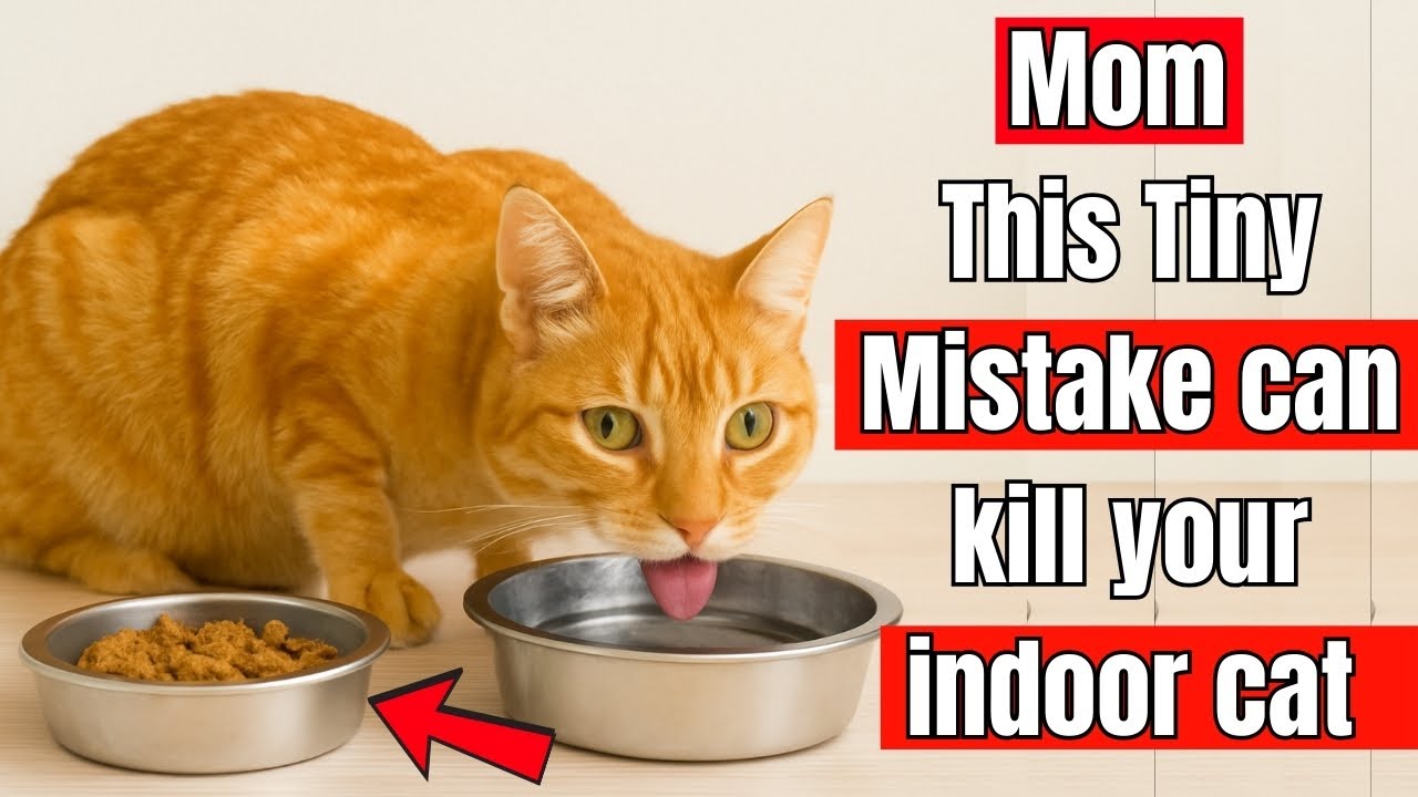 If You&rsquo;re an Indoor Cat Parent, THESE Common Mistakes Can Be Deadly (Vet Approved)