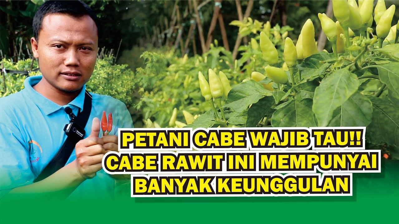 petani wajib tahu!! cabe rawit roket ini mempunyai banyak keunggulan mirip dengan kaliber!