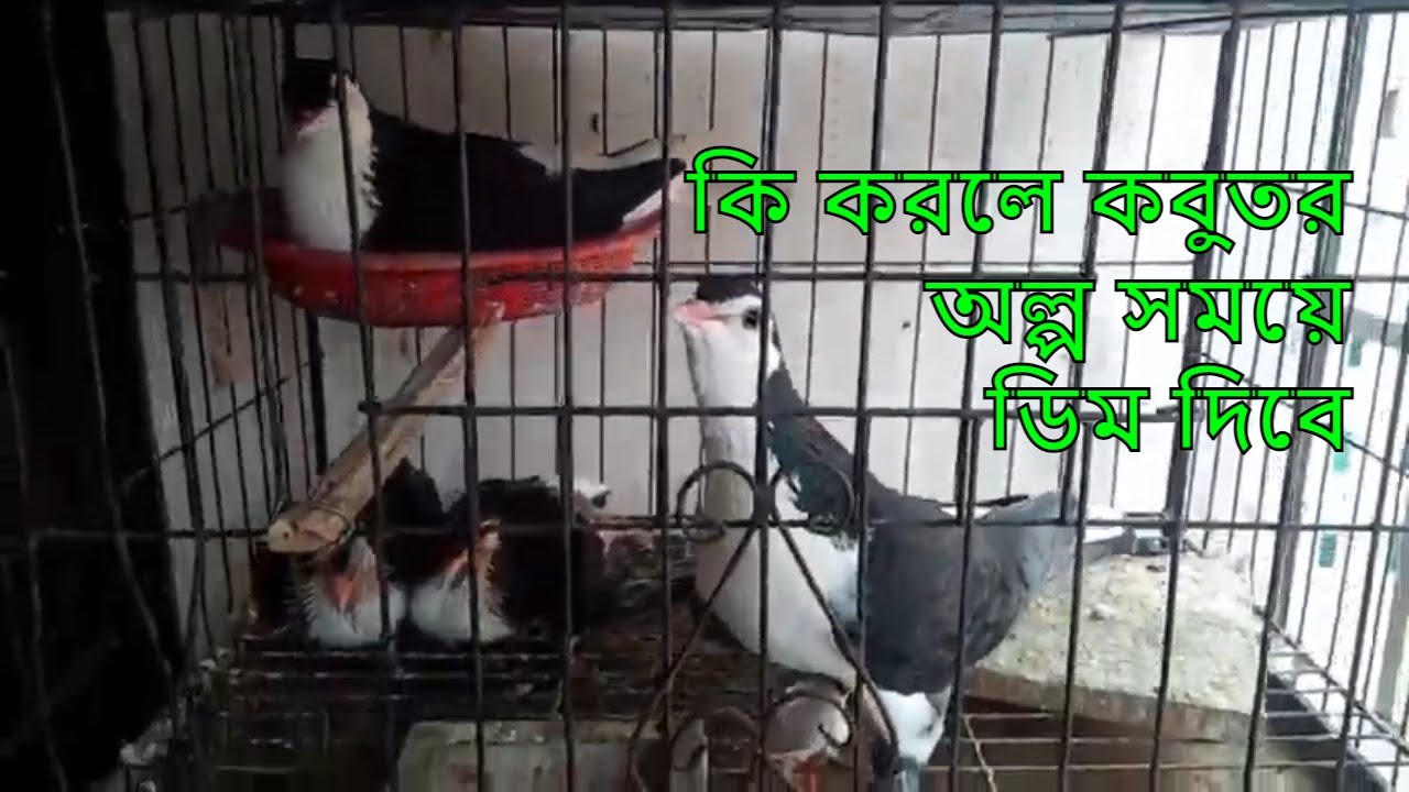 কি করলে কবুতর অল্প  সময়ে ডিম দিবে