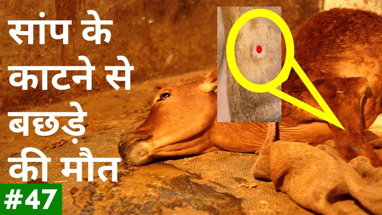 Snake bite killed a calf in our Farm | Peepal Farm Update #47