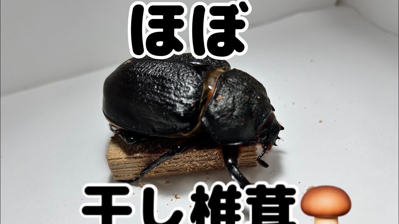 【じっくり観察】#23 レックスゾウカブト♀ Megasoma rex