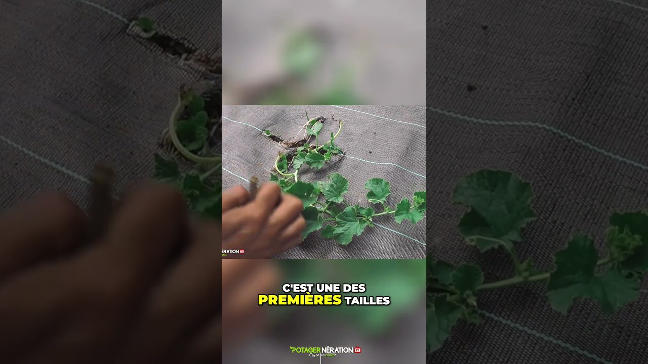 🍈 Taille des Melons : La M&eacute;thode Facile pour + de Fruits ! ☀️🌿