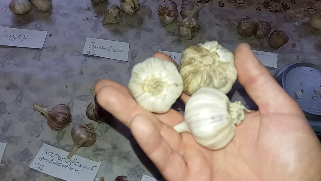 Сорта чеснока для хранения. Завершение эксперимента на 01.03.19г.
