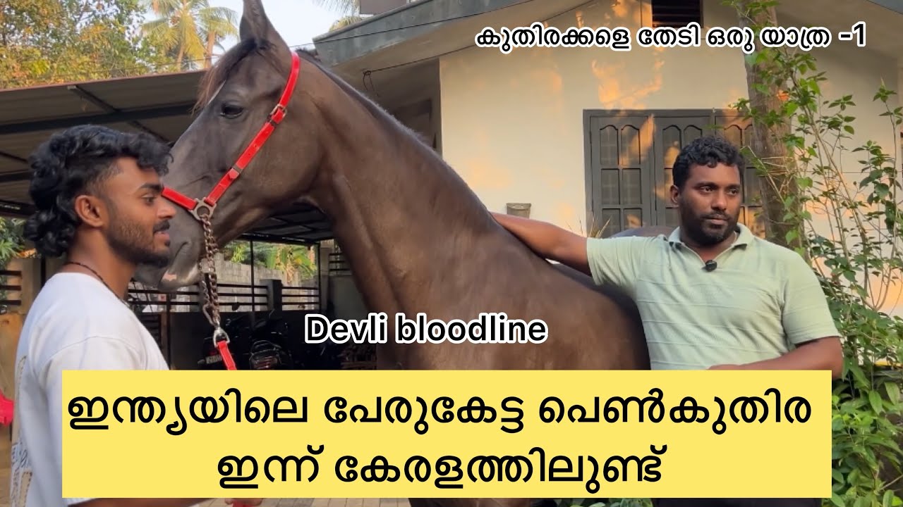 ഇന്ത്യയിലെ പേരുകേട്ട പെൺ കുതിര  devli bloodline #marwadihorses 