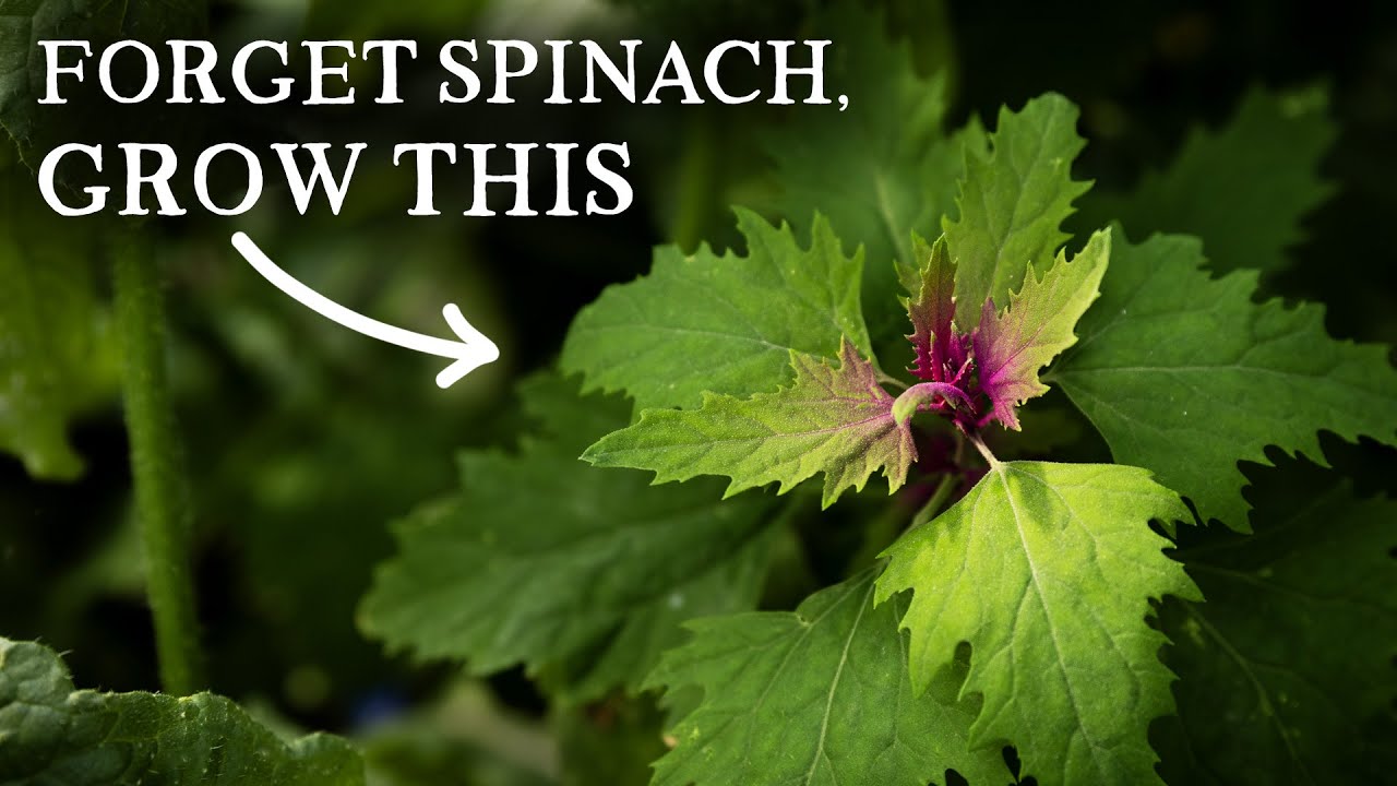 Stop Growing Spinach and Grow This HUGE Edible 