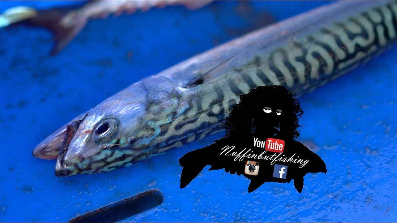 Episode 175 - Mackerel Fishing in Tenby - Nuffinbutfishing