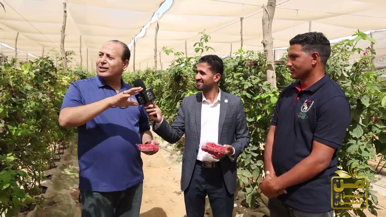 سعر الكيلو يتجاوز 1000 جنيه.. إزاي تعمل مشروع التوت الأحمر#اكسبلور #agriculture #farming #fypシ