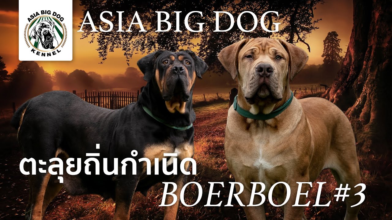 ไปกันให้สุด !!กับ ยอดฟาร์ม Boerboel แห่ง South Africa # 3 / Ep.13