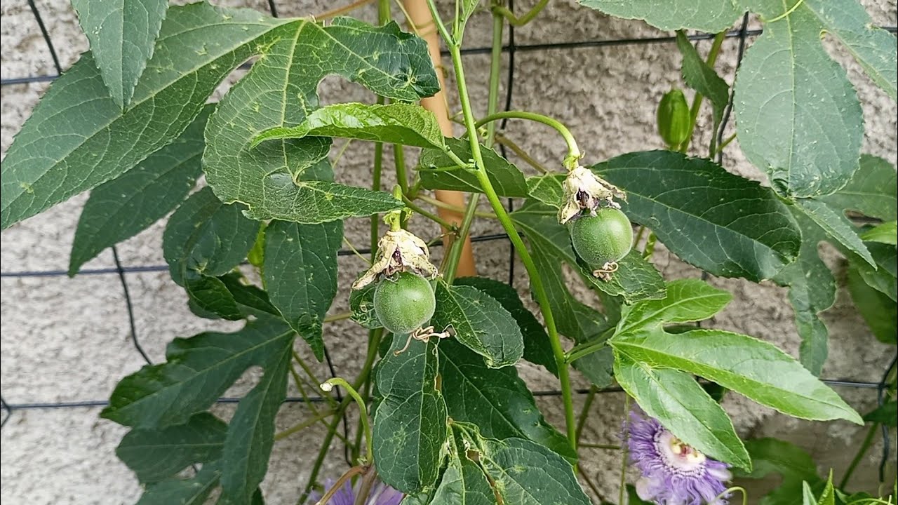 (315) Passiflora incarnata ( marakuja p&oacute;łnocy) - pierwsze zawiązki owoc&oacute;w 2024 😉🥭