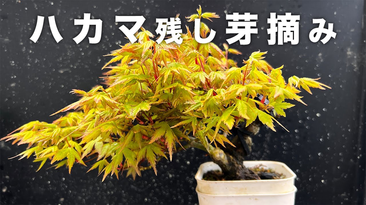 もふもふ山もみじを芽摘みする #盆栽 #bonsai #shorts #short
