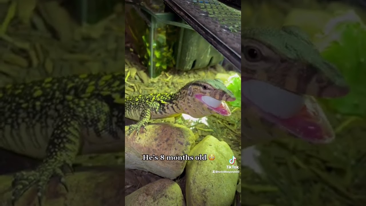 Asian water monitor feeding 🦎🐊 #fyp #shorts #trending #viral #greenscreen #asianwatermonitor