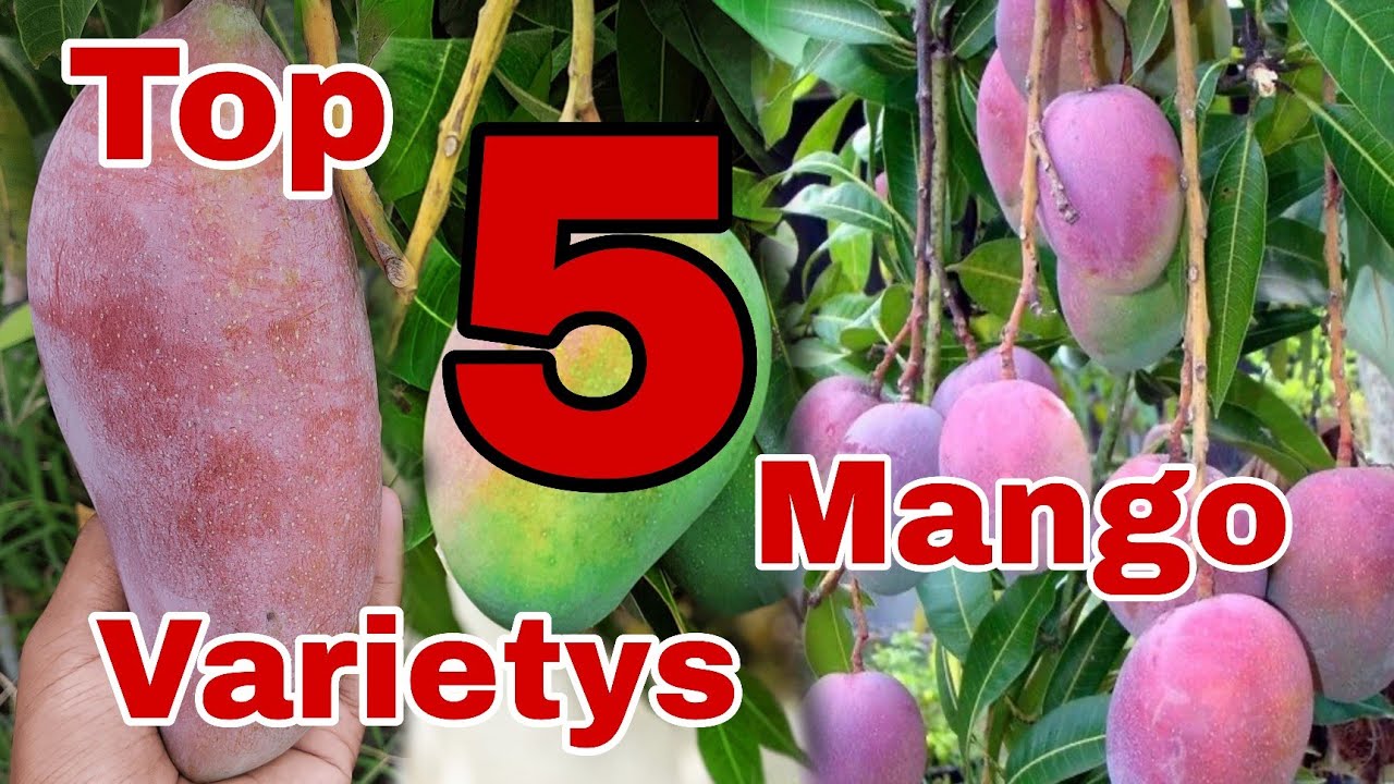 Top 5 Best Mango Varieties in India !!
