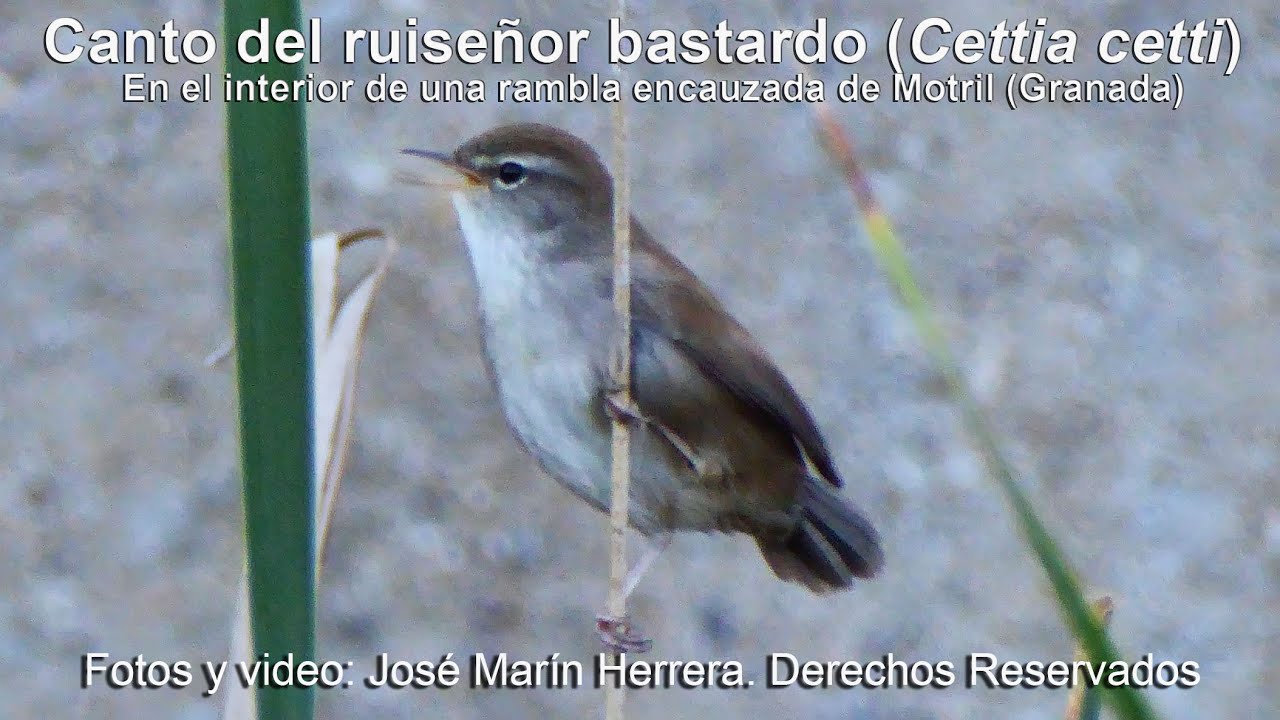 Canto del ruise&ntilde;or bastardo, Cettia cetti