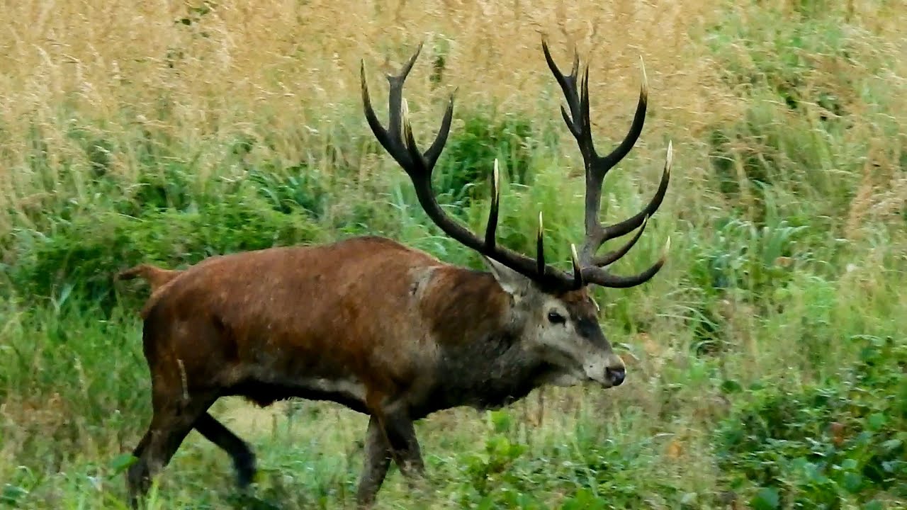 Rykowisko 2025r Dwa Bardzo Duże Byki!! 18-stak🦌i 16-stak🦌