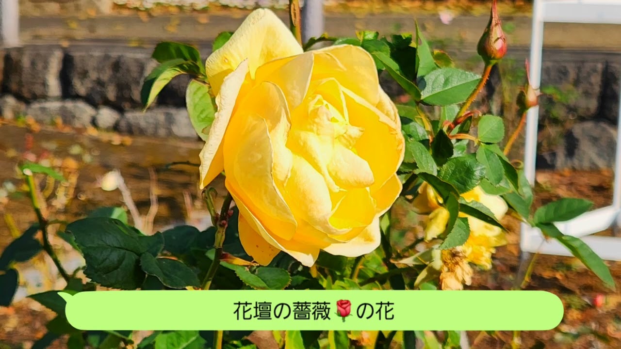 @富士市岩本山公園（2025年12月）