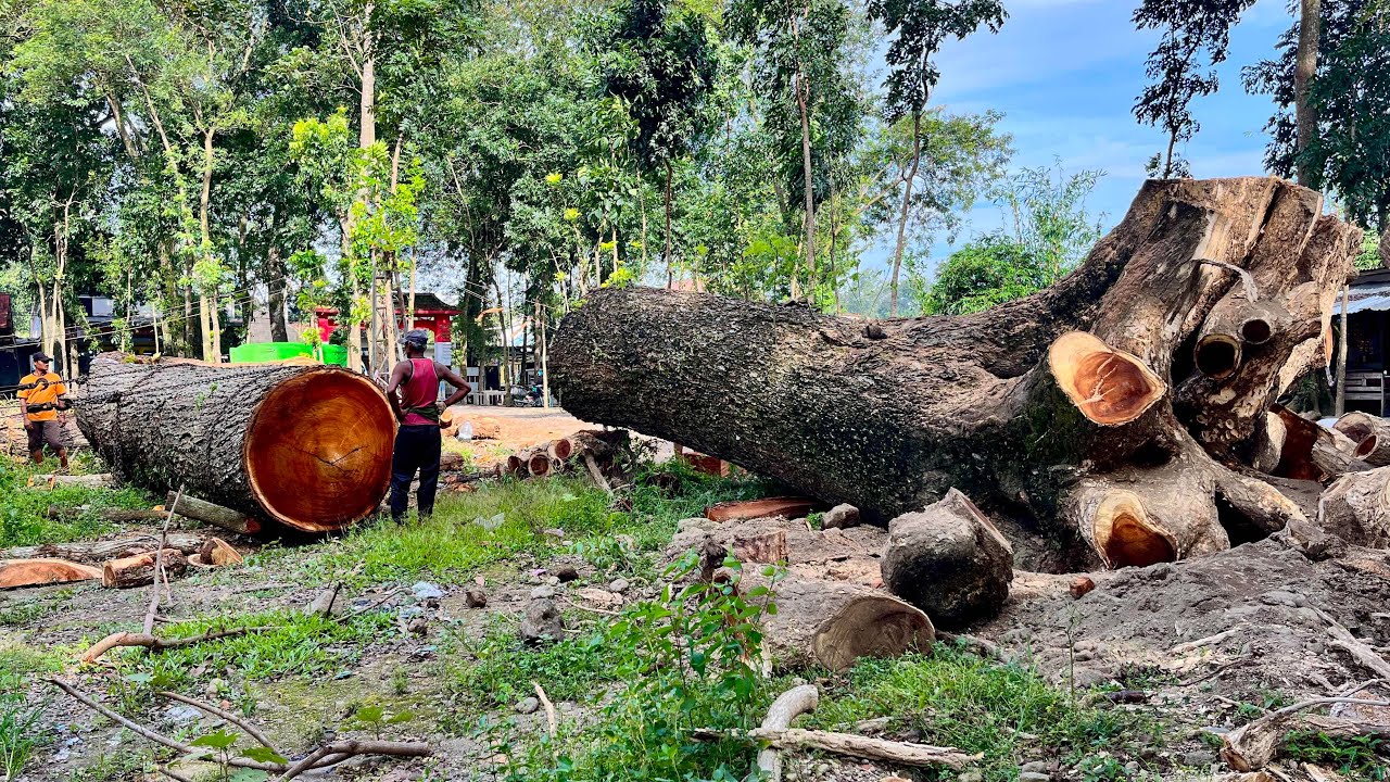 Surprising Discovery of a Giant Tree Worth Hundreds of Millions