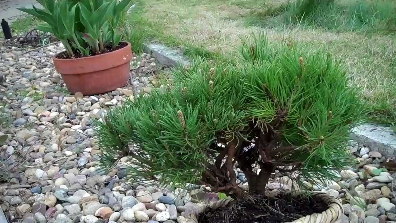 Mugo Pine Bonsai Preparation Part I.mp4