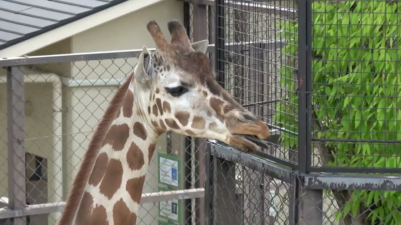 シマウマとキリン（キリンの貴重な座るシーンや食事シーン）京都市動物園にて