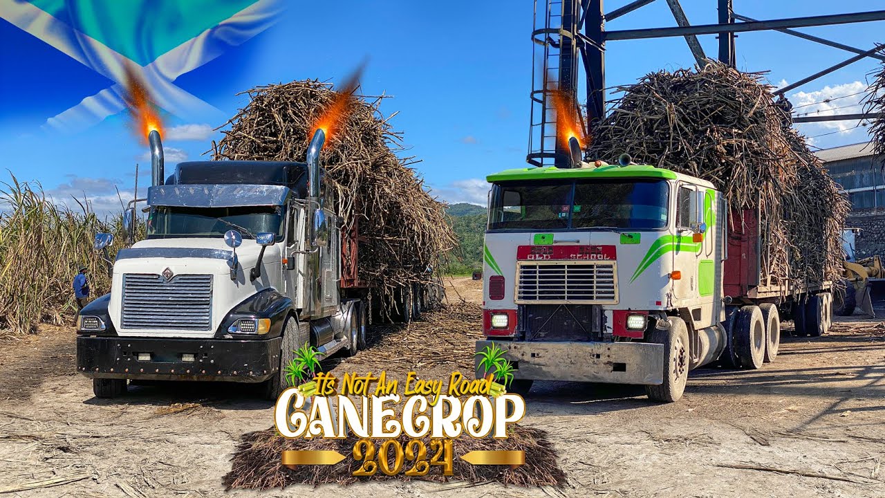 Jamaican Truckers | In Action | S01E08 | Cane Crop 2024 | Official