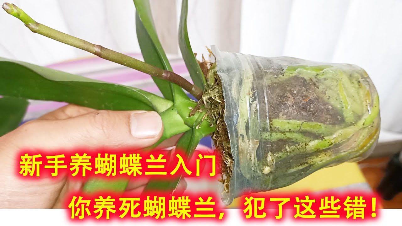 新手养蝴蝶兰入门，你养不活蝴蝶兰，犯了这些错！（阿涛养花141期）