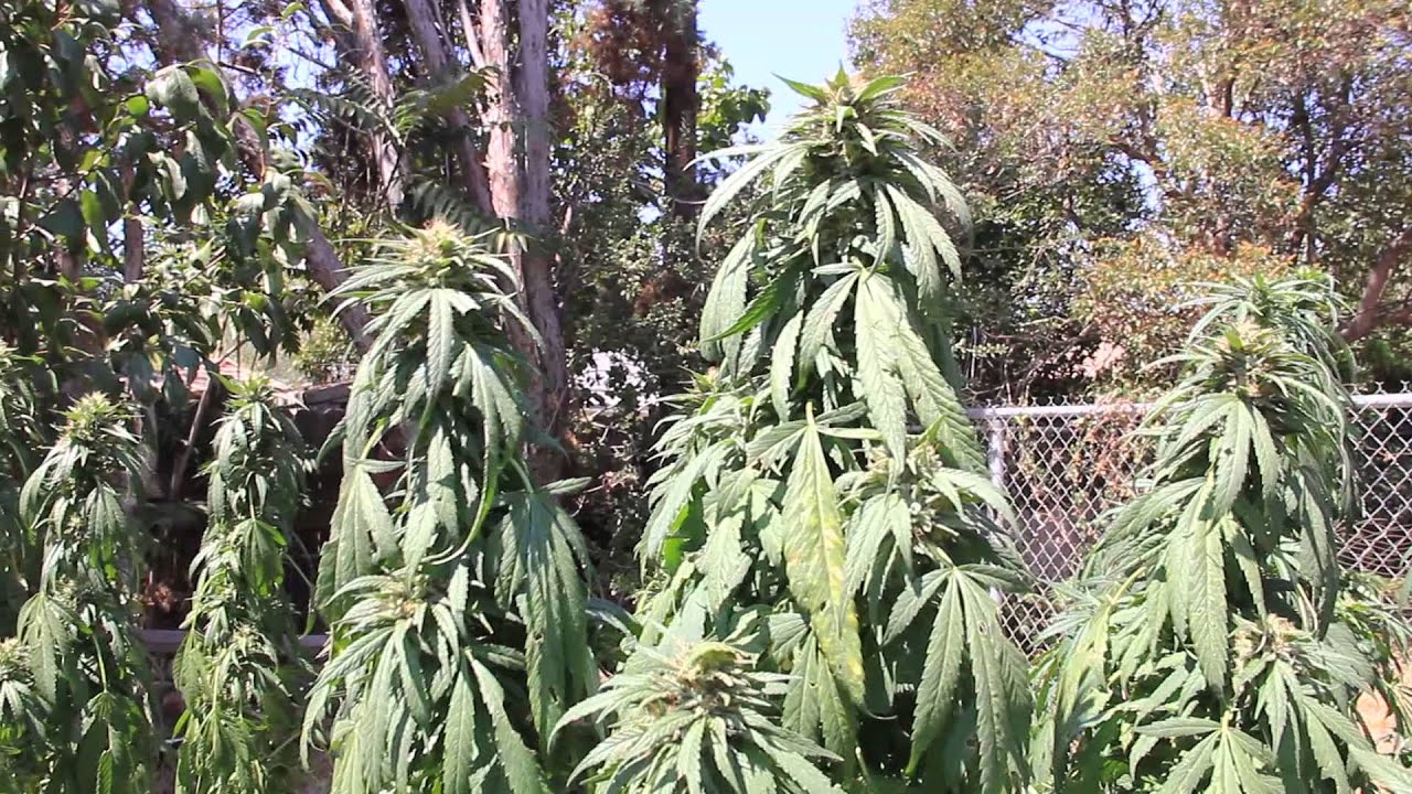 Cali Connection 