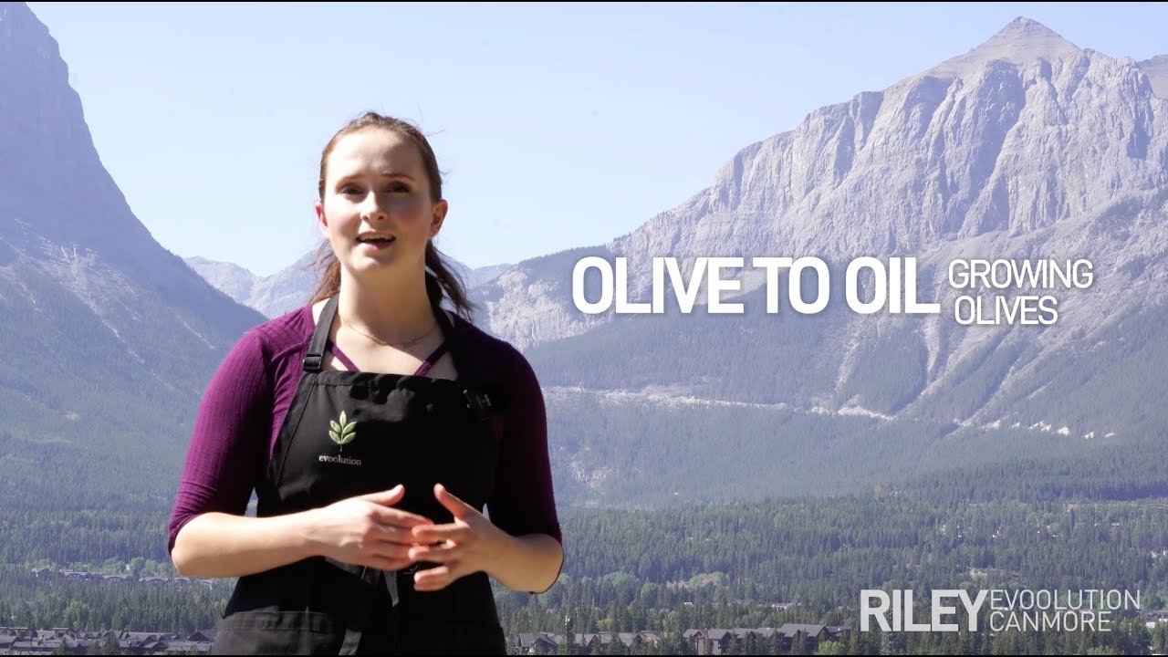 From Olive to Oil: Growing Olives