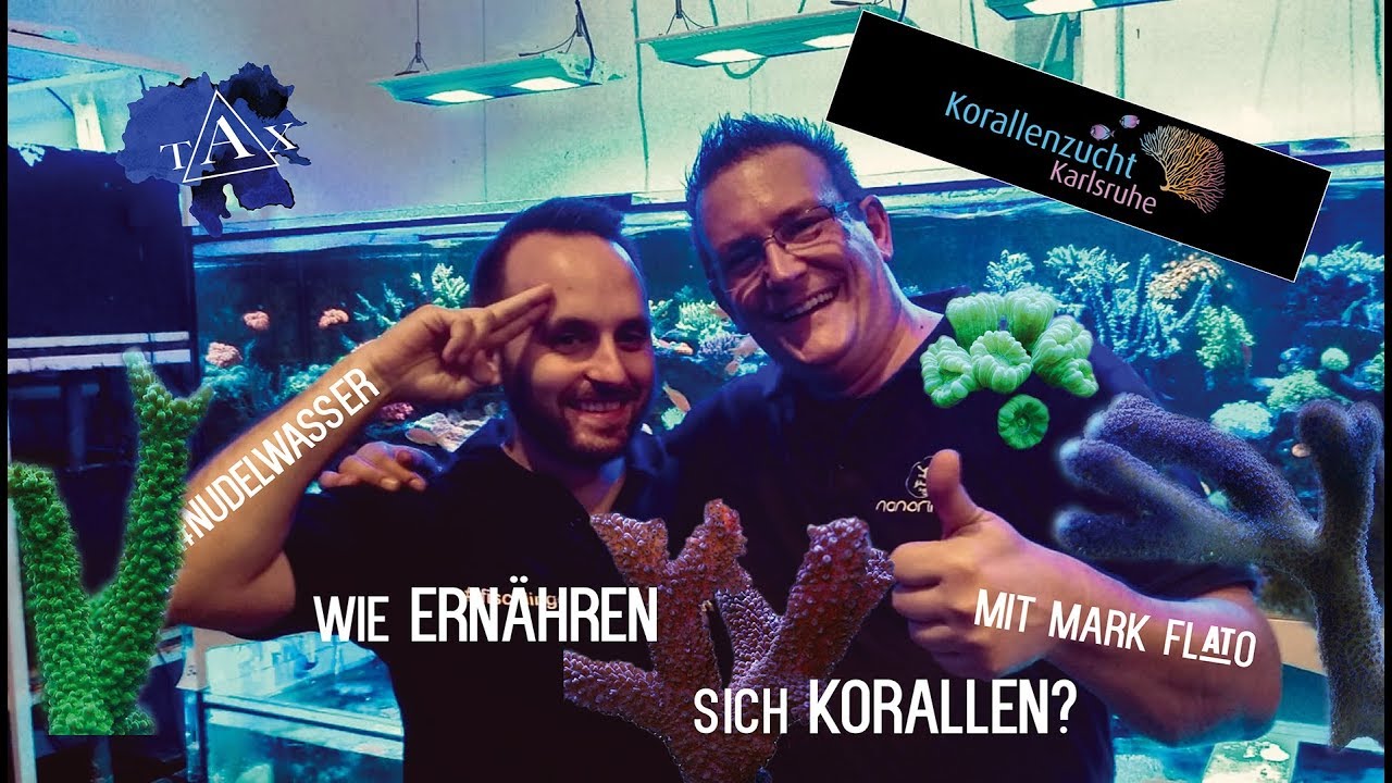 Wie ERN&Auml;HREN sich KORALLEN? Mit Mark Flato! /TAX