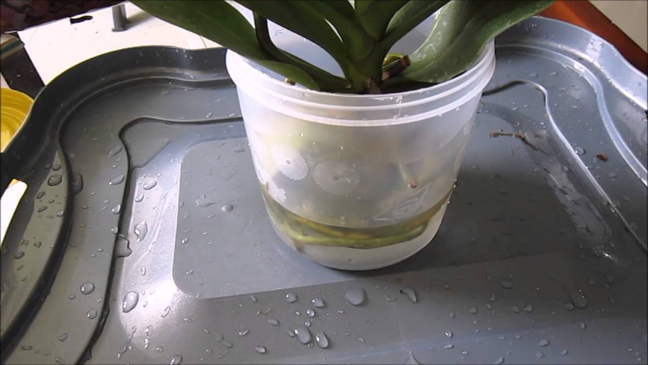 Cultivo de orquídeas en semi-agua