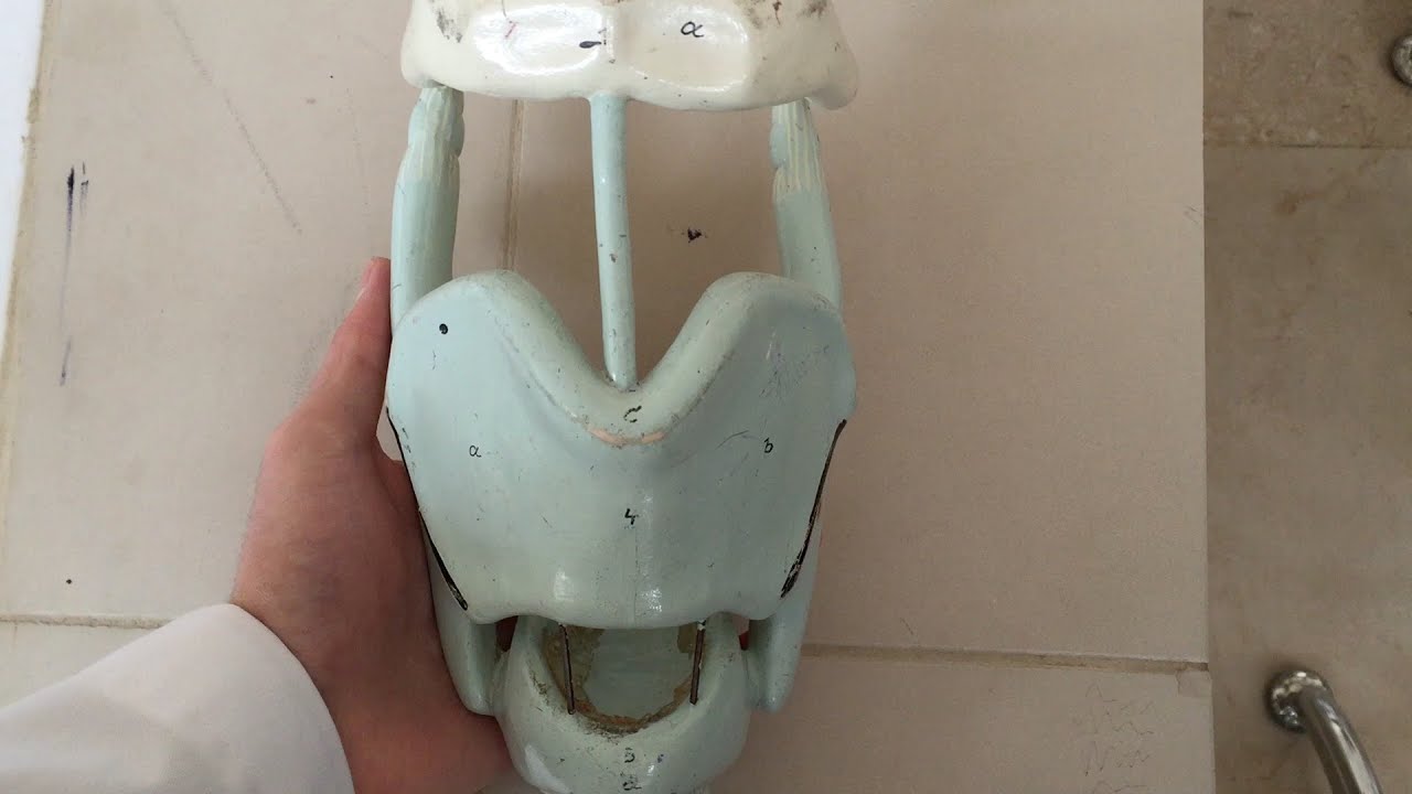 Anatomy of the Larynx