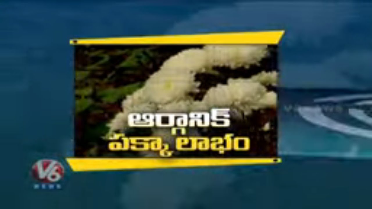 Ground Report On Organic Flower Farming | V6 Telugu News
