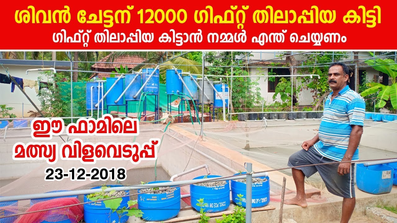 ശിവേട്ടൻ 12000 ഗിഫ്റ് തിലോപ്പിയകിട്ടി. ഈ കാര്യങ്ങൾ ശ്രദ്ധിച്ചാൽ നമുക്കും കിട്ടും  pullur fish farm
