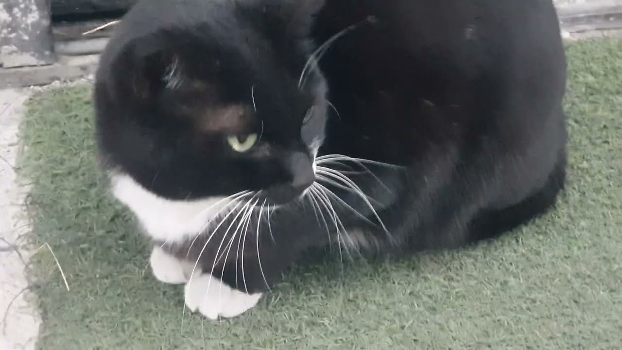 울고 있는 고양이